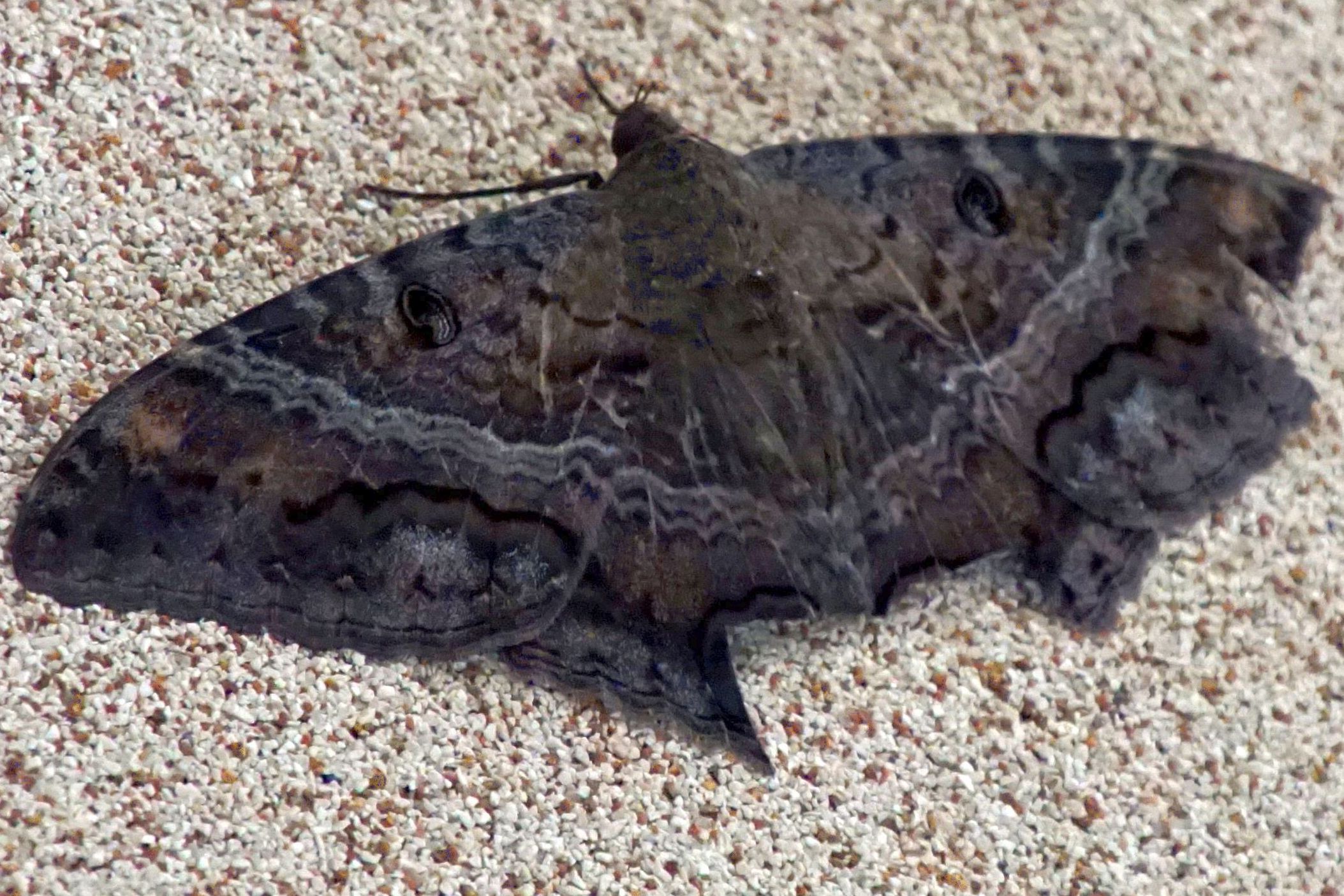 Cinglis reducta - Schwarze Hexenmotte